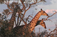 giraffe